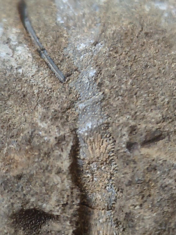 RR24 Trepostome Bryozoan and Crinoid Bits