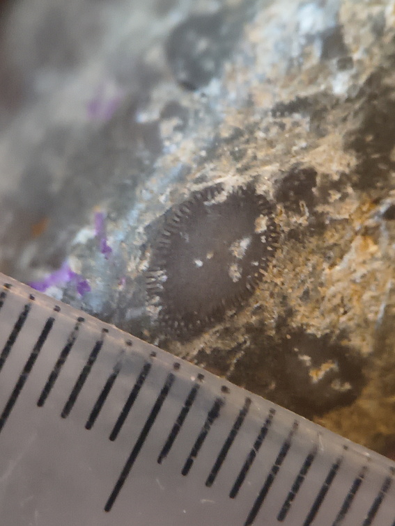 RR21 Brachiopod, bryozoan, gastropod mix