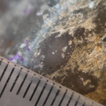 RR21 Brachiopod, bryozoan, gastropod mix