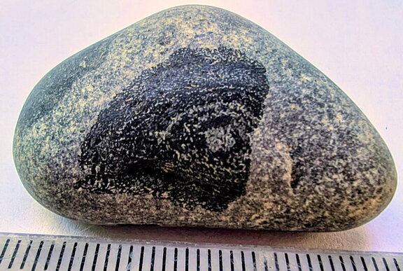 LE112 Placoderm Segments, possibly Protitanichthys or Bothriolepis r 