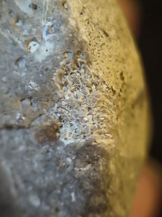 SRL136 Bryozoan Mix