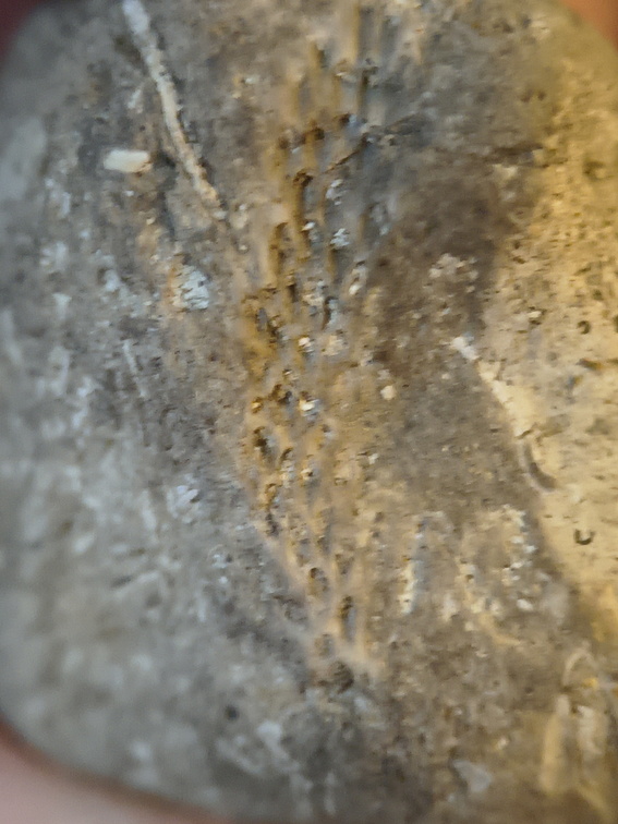 SRL136 Bryozoan Mix