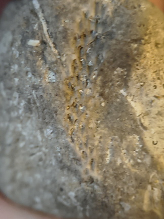 SRL136 Bryozoan Mix