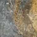 SRL136 Bryozoan Mix