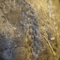 SRL136 Bryozoan Mix