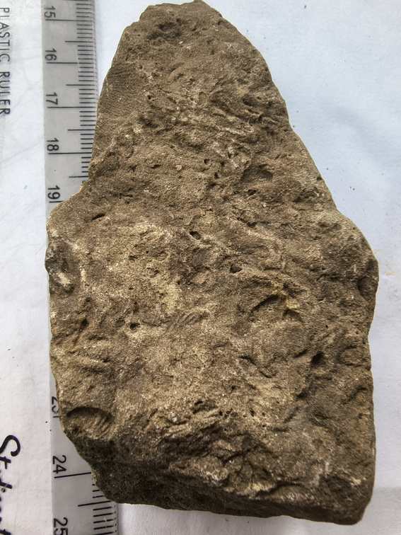 SEL158 Ichnofossil 