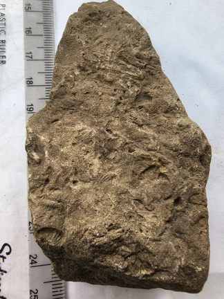 SEL158 Ichnofossil 