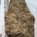 SEL158 Ichnofossil 