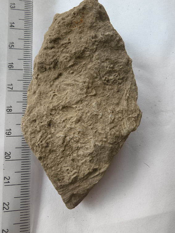 SRL162 Ichnofossils 