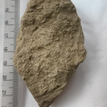 SRL162 Ichnofossils 