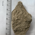 SRL162 Ichnofossils 