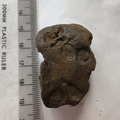 SRL211 Indeterminate Fossils