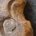 SRL211 Indeterminate Fossils