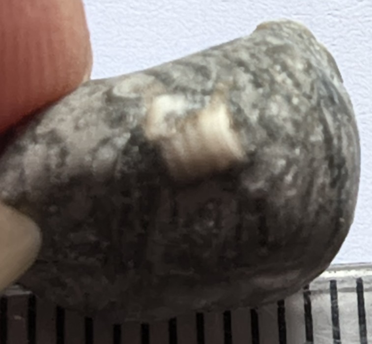 LE40 Crinoid Columnal with Brachiopod Shell Fragments